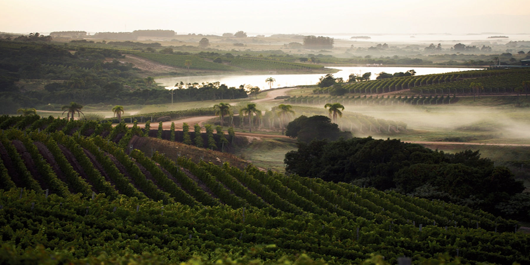 Vinho Uruguaio Golden Reserve Tannat 750ml