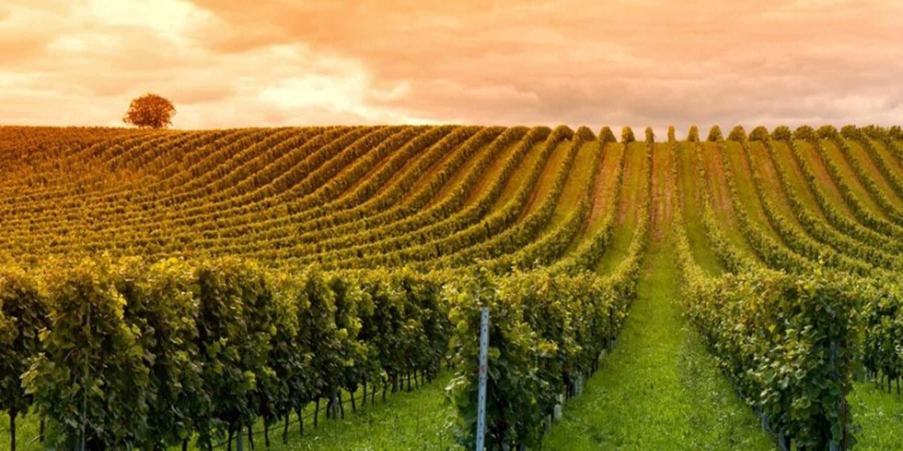 Vinho Tinto Espanhol Alión 2019 750ml