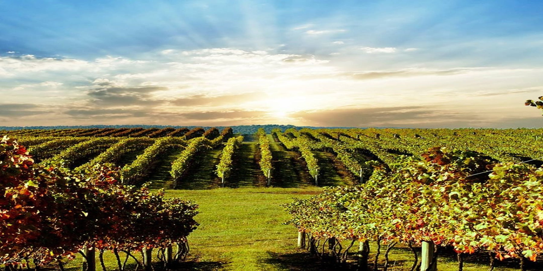 Vinho Branco Brasileiro Villagio Grando Chardonnay 2020