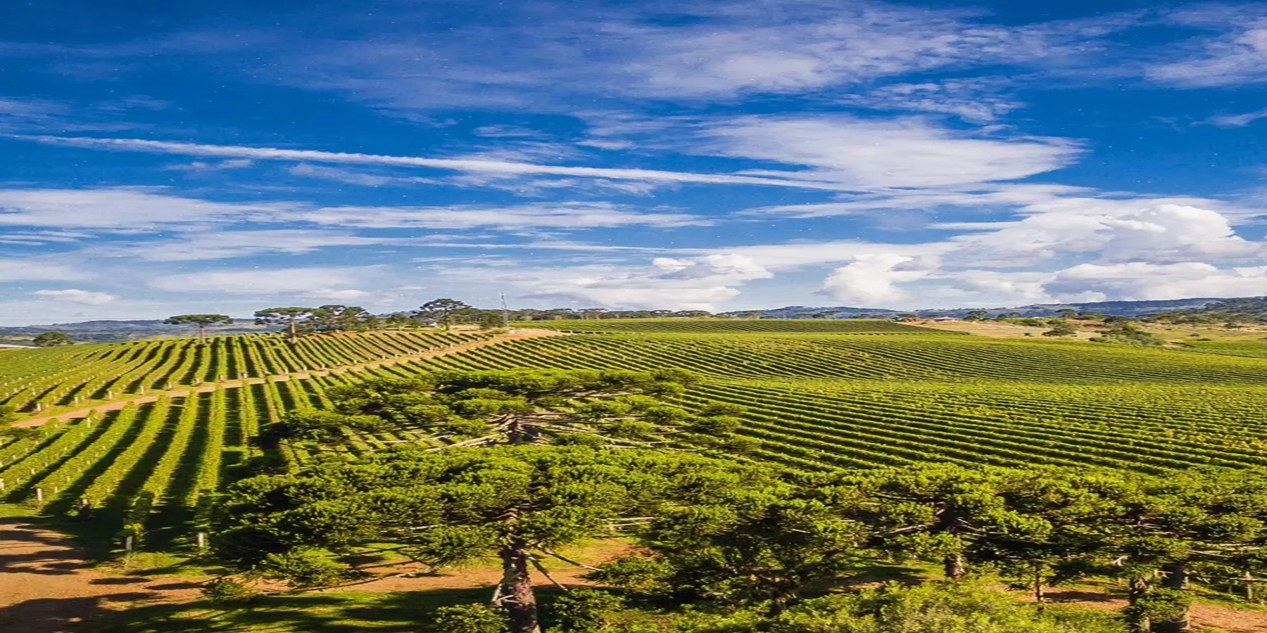 Vinho Brasileiro Sauvignon Blanc Barricado 750ml