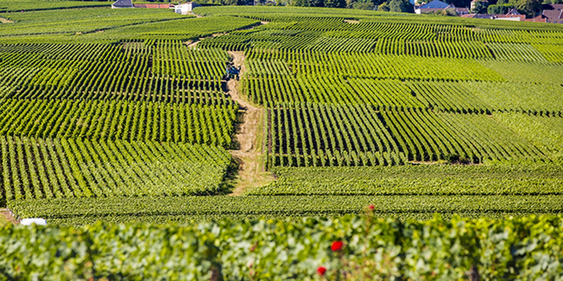 Champagne Francês Taittinger Brut Réserve 750ml