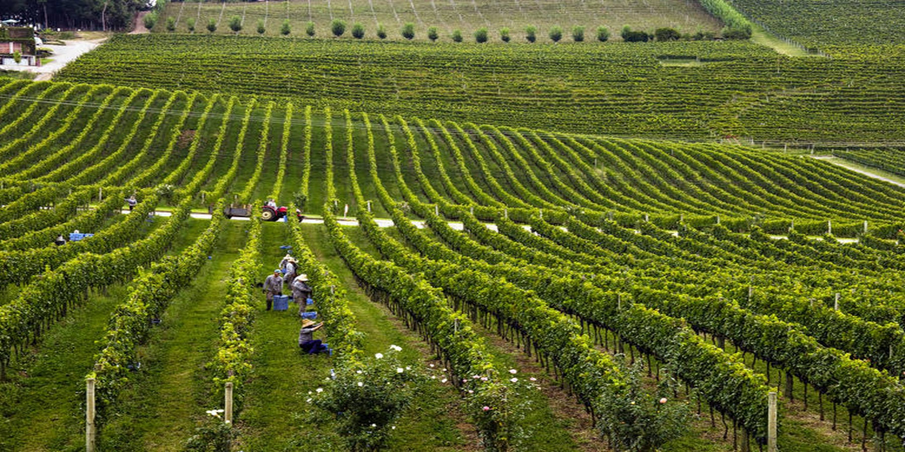 Espumante Brasileiro Nature Rosé Maristane Fama 750ml