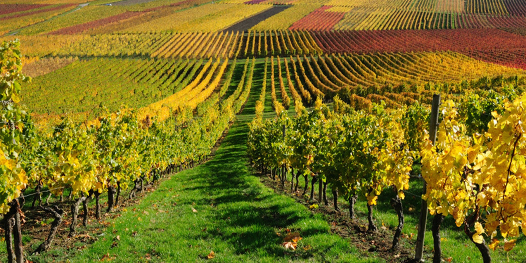 Espumante Francês Maçã Verde Fresh Fruit Explosion Fashion J. P. Chenet 750ml