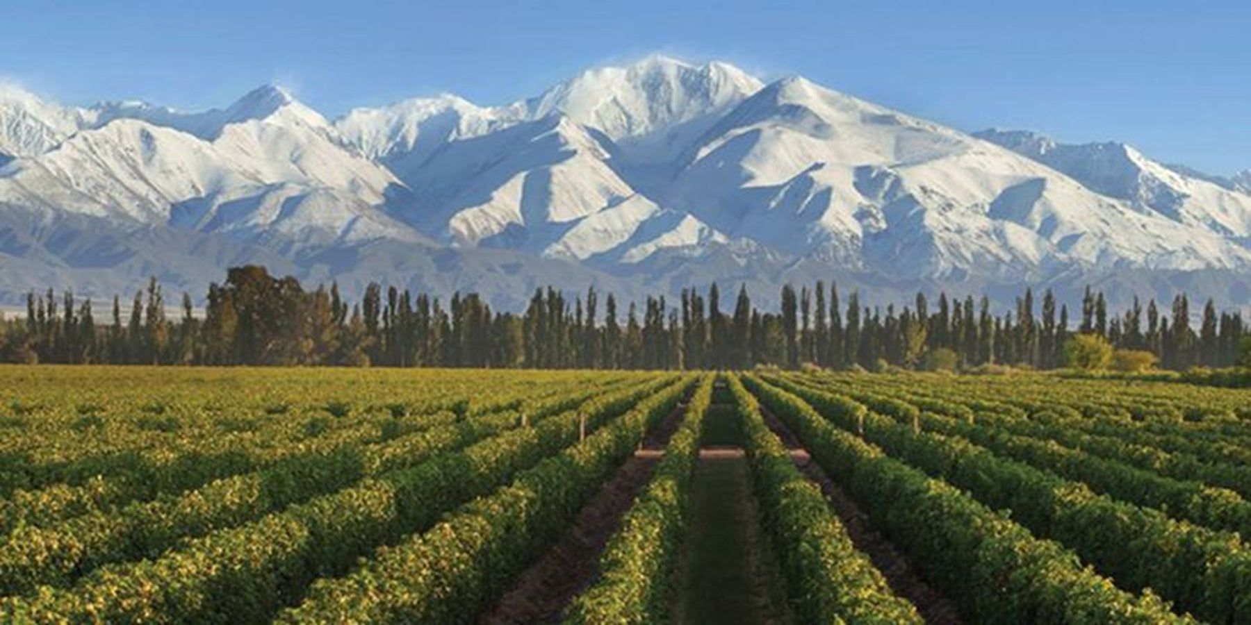 Vinho Argentino Urban Malbec 750ml