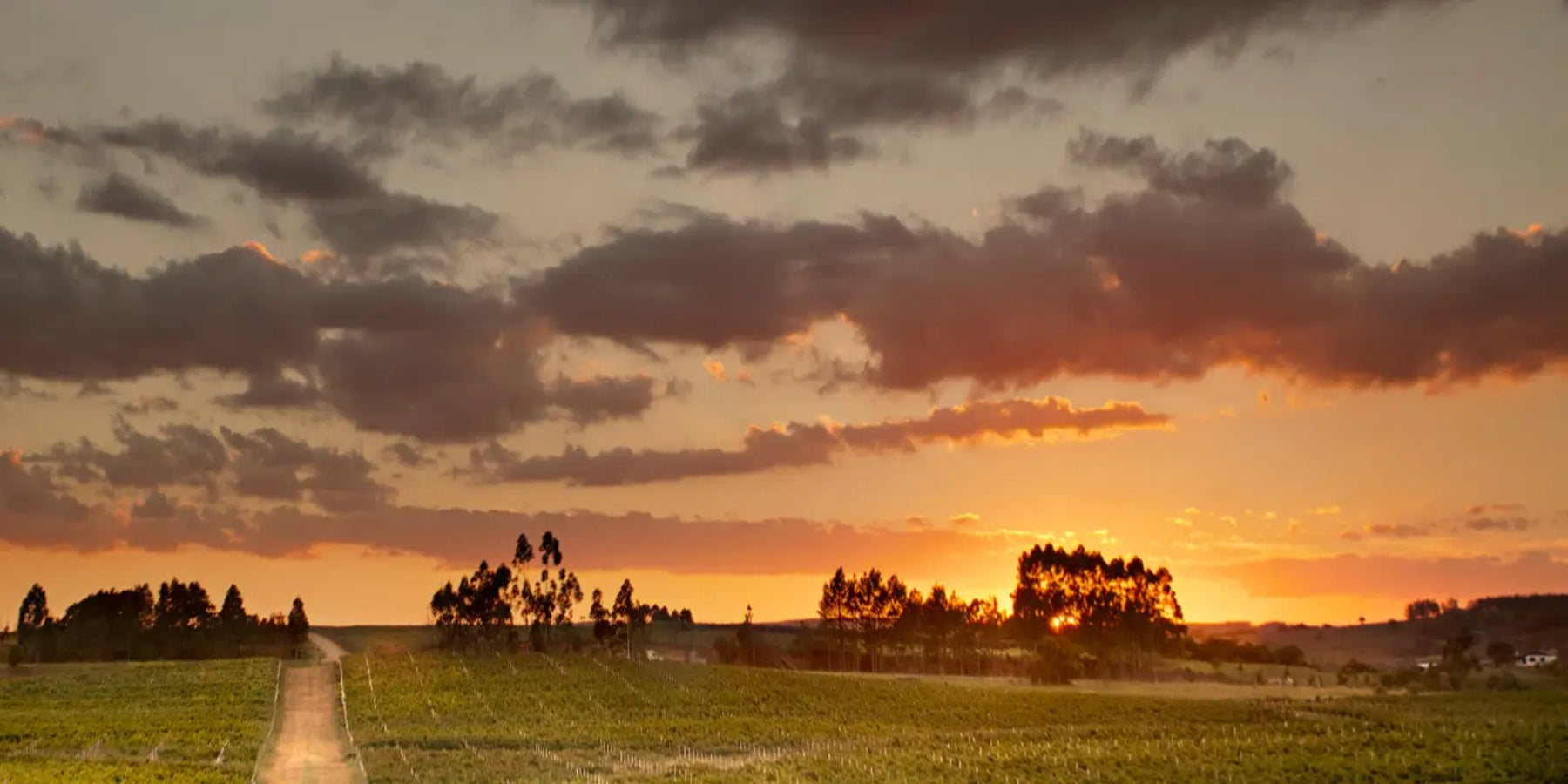 Espumante Brasileiro Casa Valduga Premivm Brut Rosé 750ml