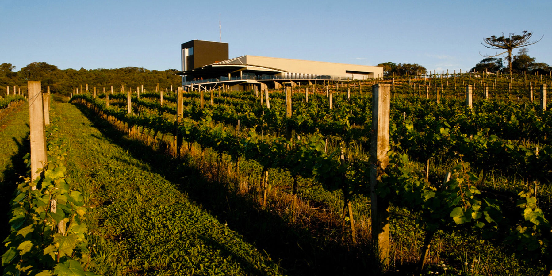 Espumante Brasileiro  Luiz Argenta Brut Rose La Jovem 750ml