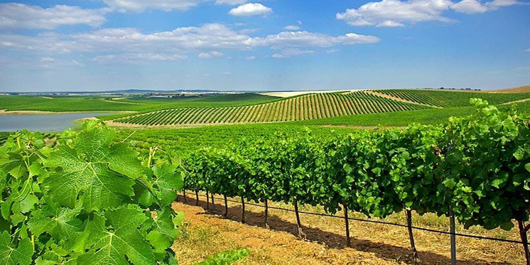 Vinho Tinto Português Herdade do Esporão Colheita Orgânico 750 ML