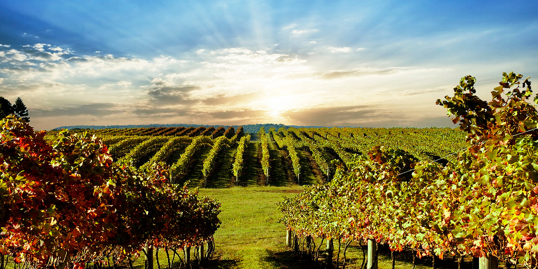 Vinho Tinto Brasileiro Villagio Grando Além Mar 2018