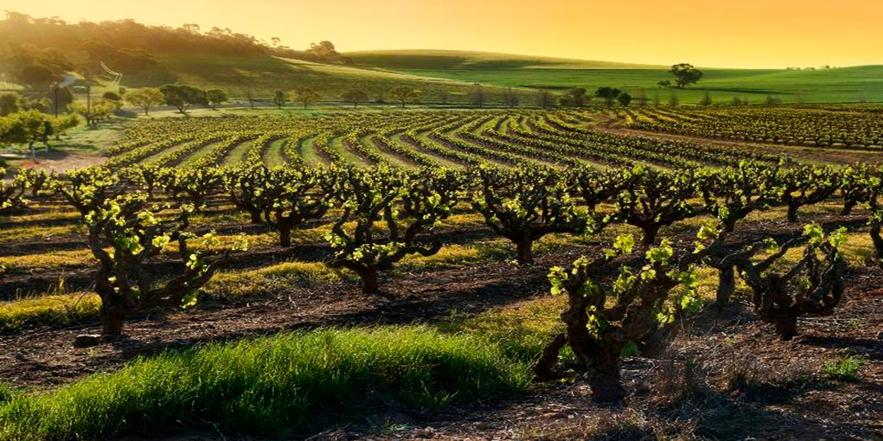 Vinho Tinto Espanhol Vega Sicilia Valbuena 5° Año 2019 750ml