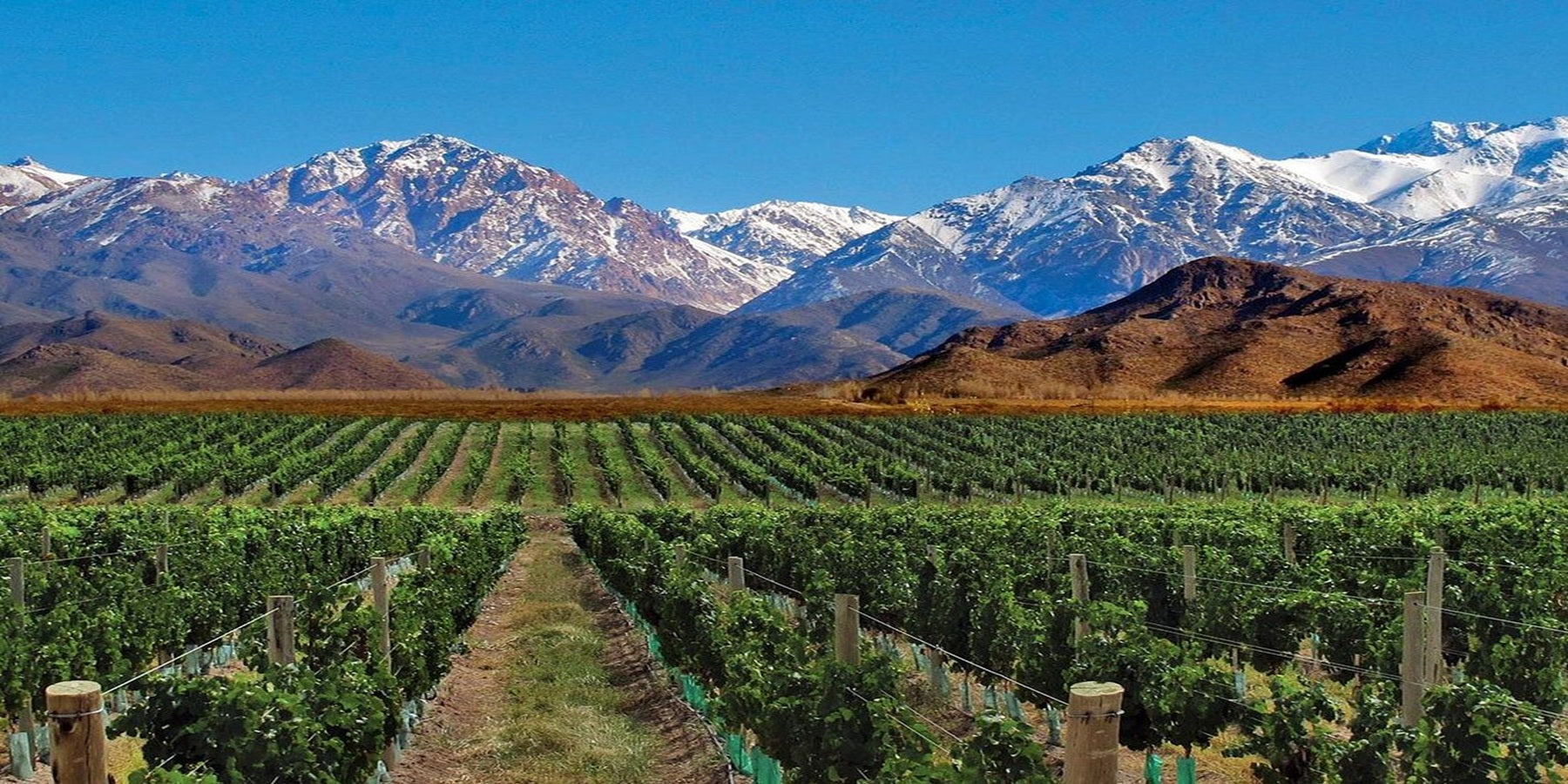 Vinho Argentino Angelica Zapata Malbec 2020 750ml