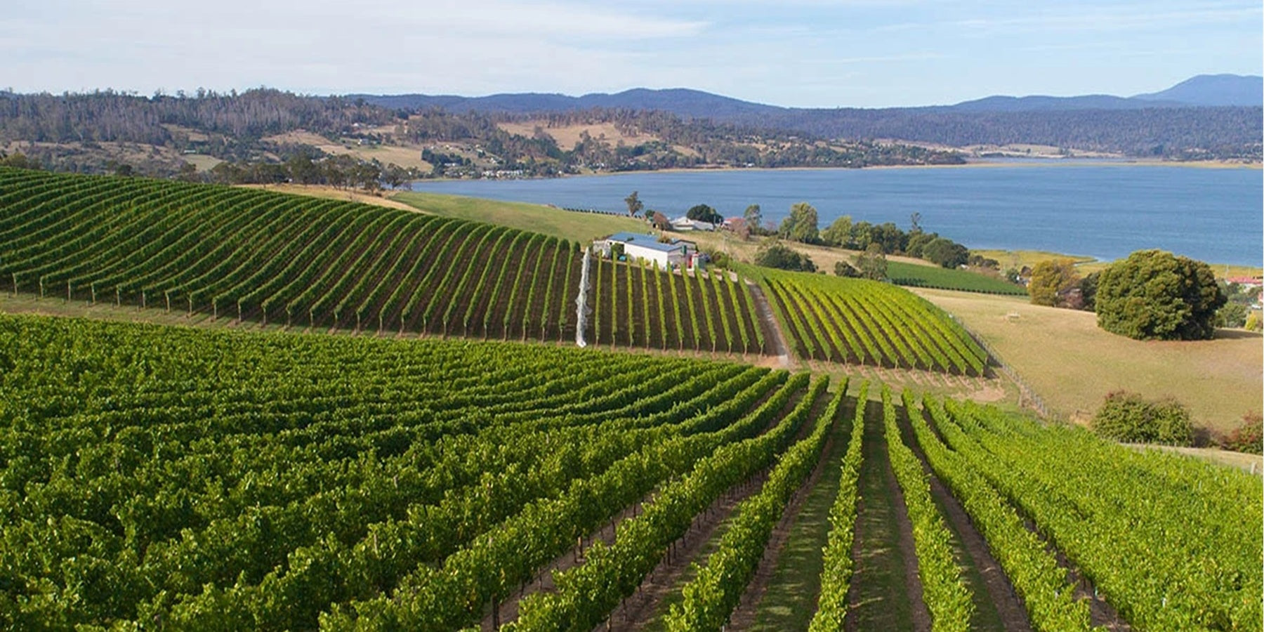 Vinho Australiano Tinto Hardys Stamp Cabernet Sauvignon/Shiraz 750ml