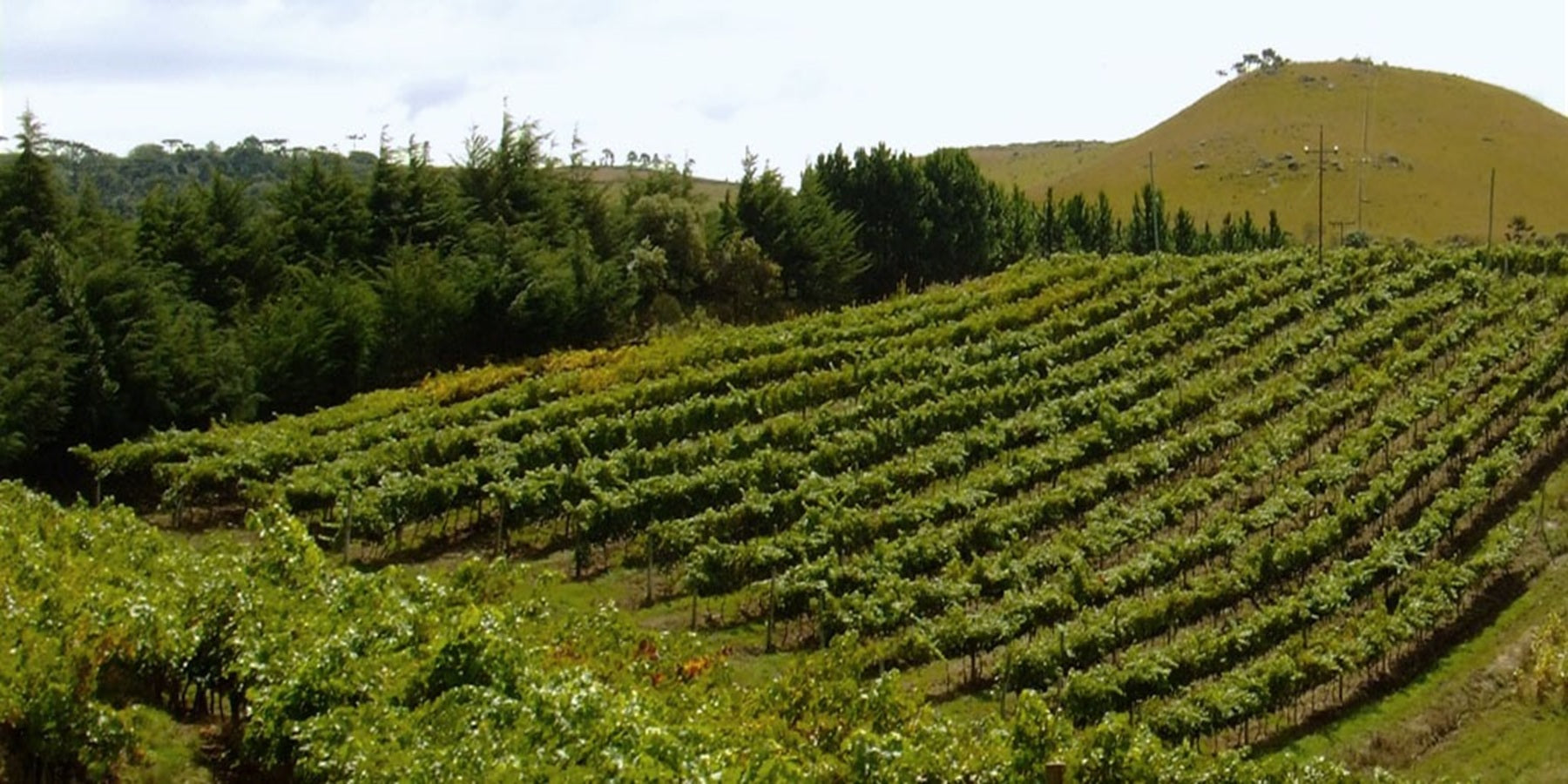 Vinho Brasileiro Casa Del Nonno Nobile Goethe 750 ML