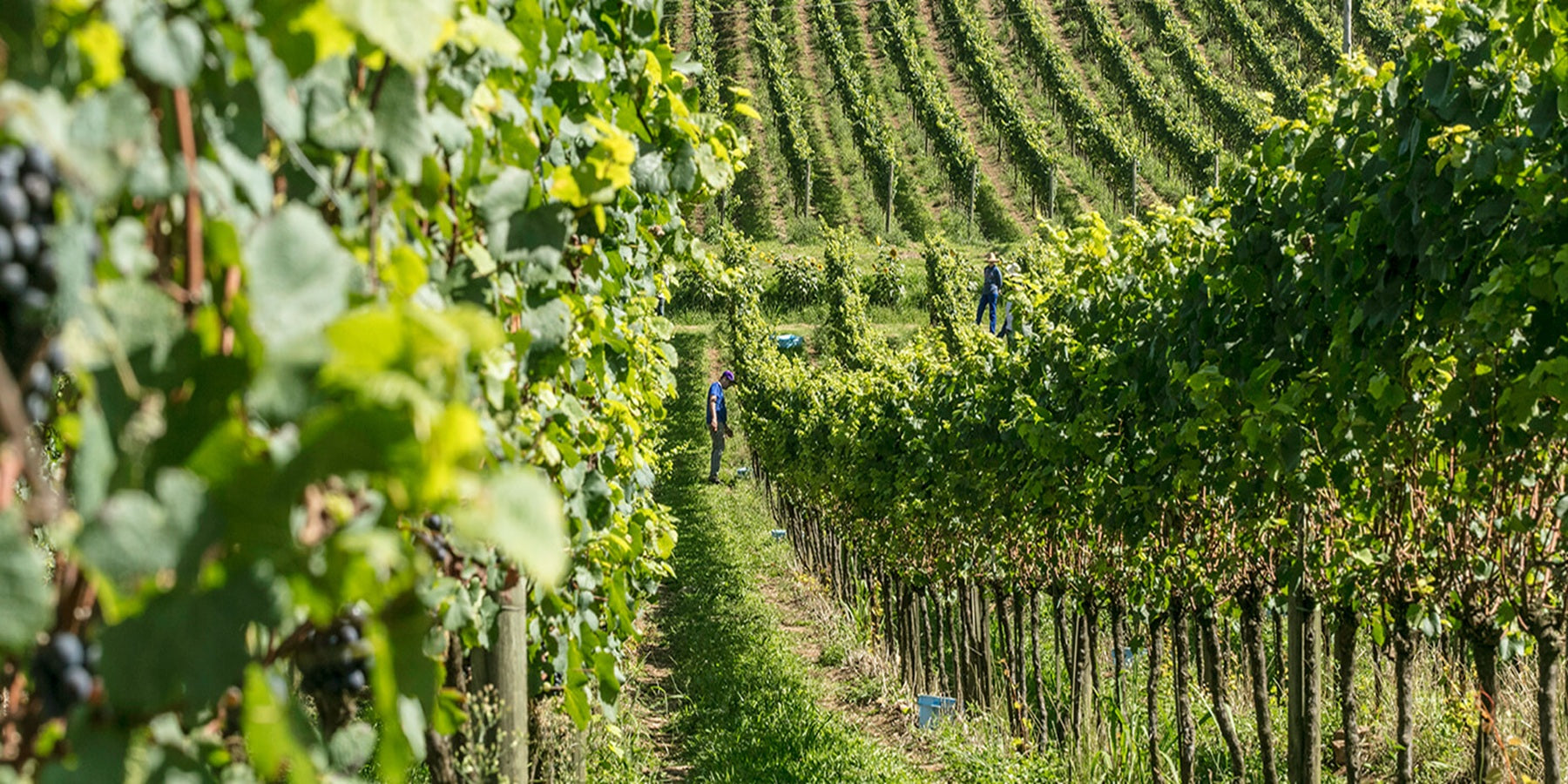 Espumante Brasileiro Cave Geisse Brut 2016