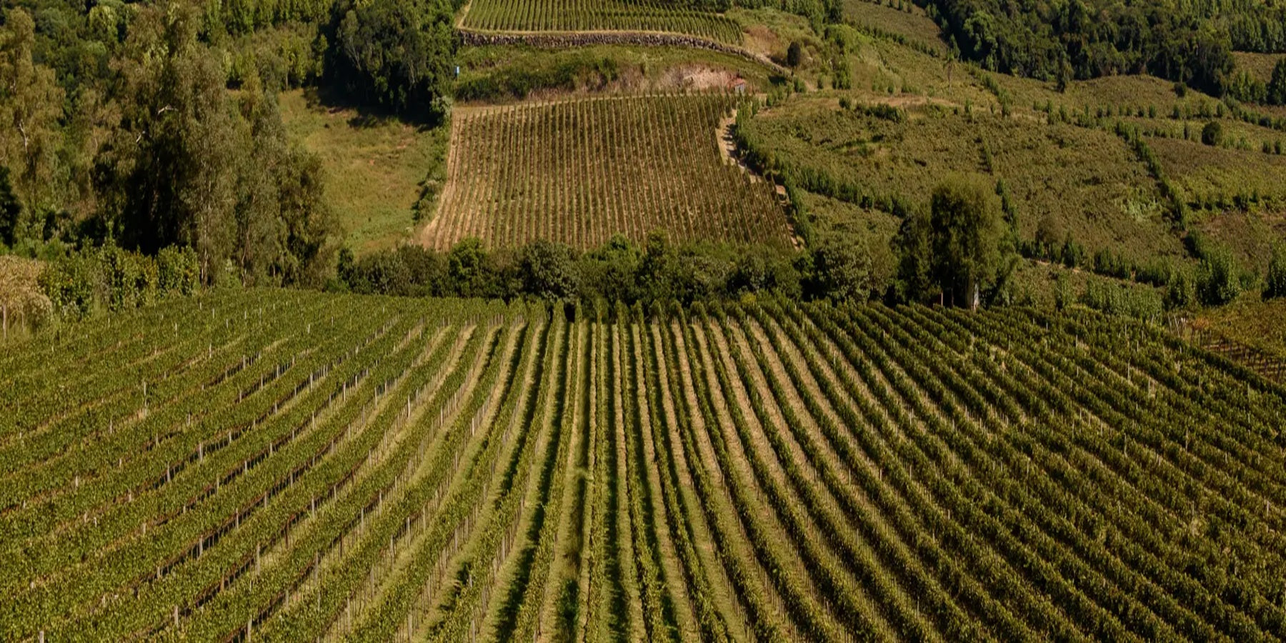 Espumante Brasileiro Brut Rosé Casa Valduga 130 750ml