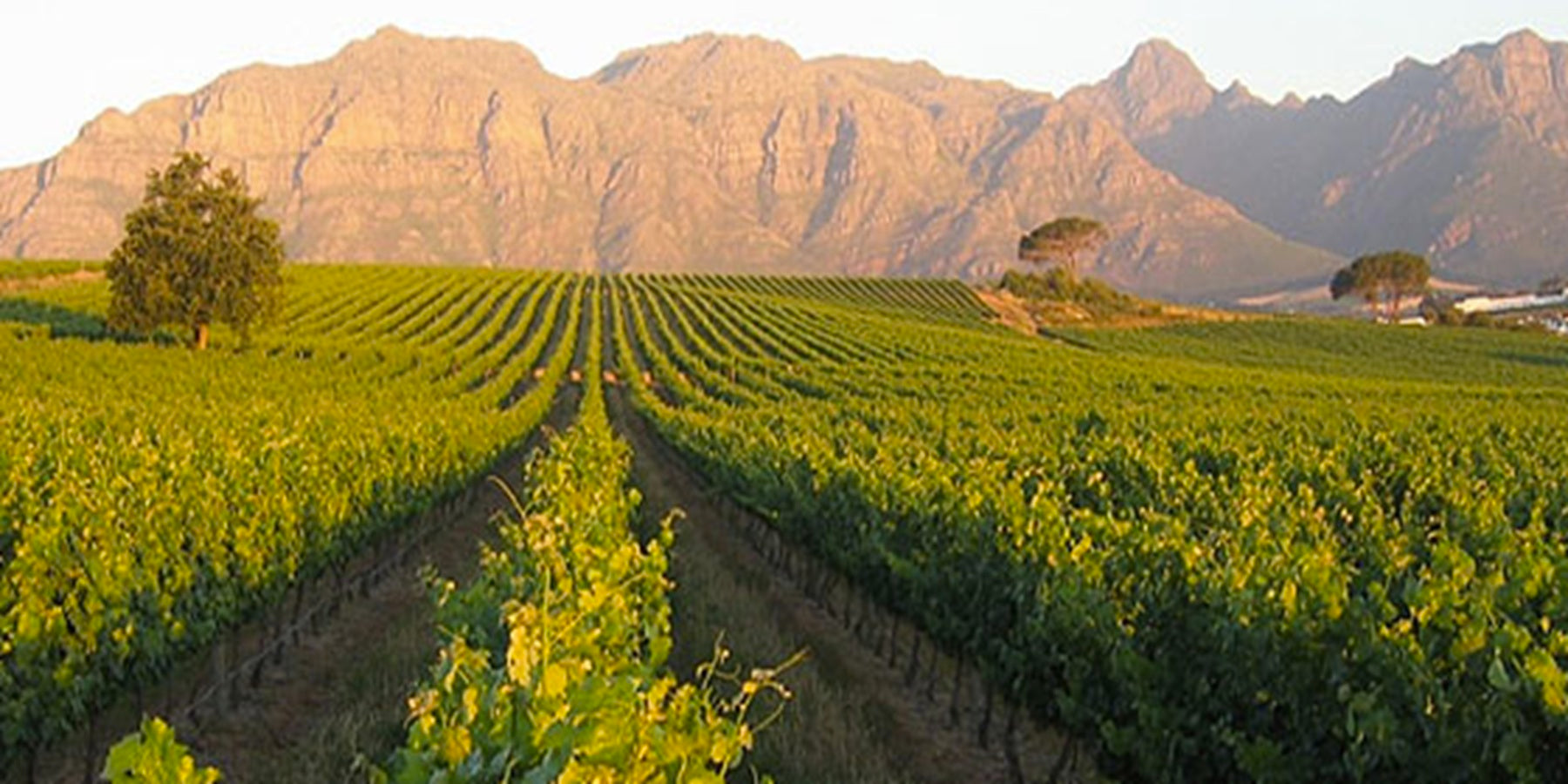 Vinho Sul-Africano Lutzville Cape Diamond Pinotage 750ml