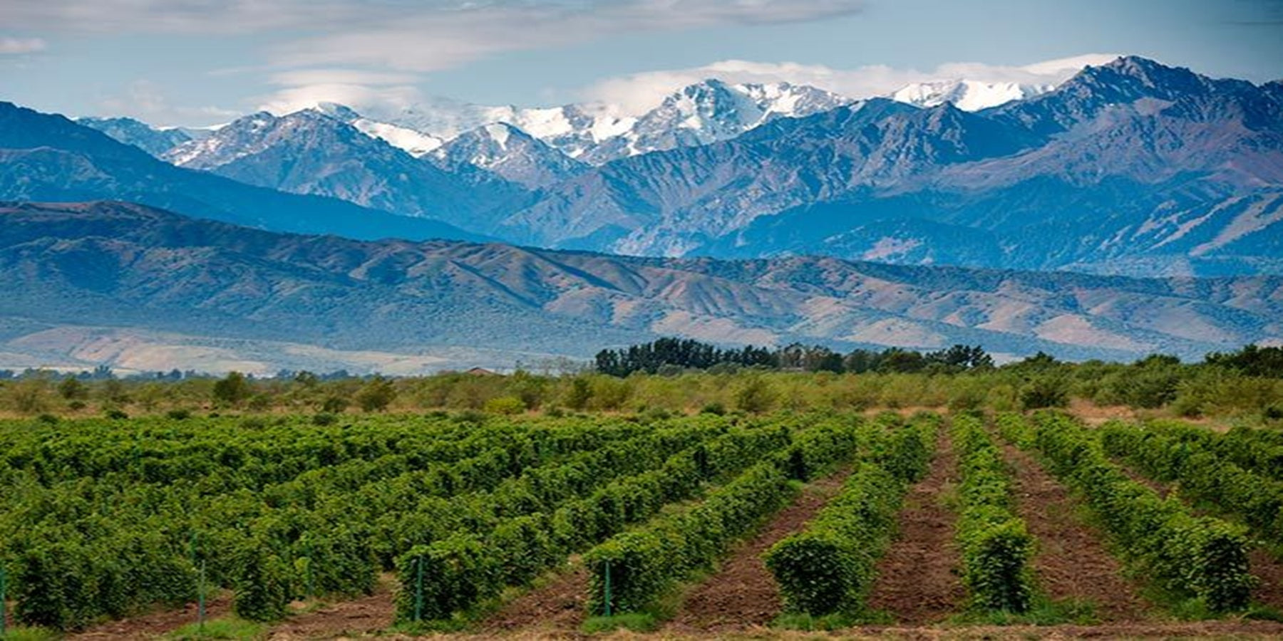 Vinho Tinto Argentino Bodegas Caro Amancaya 750ml