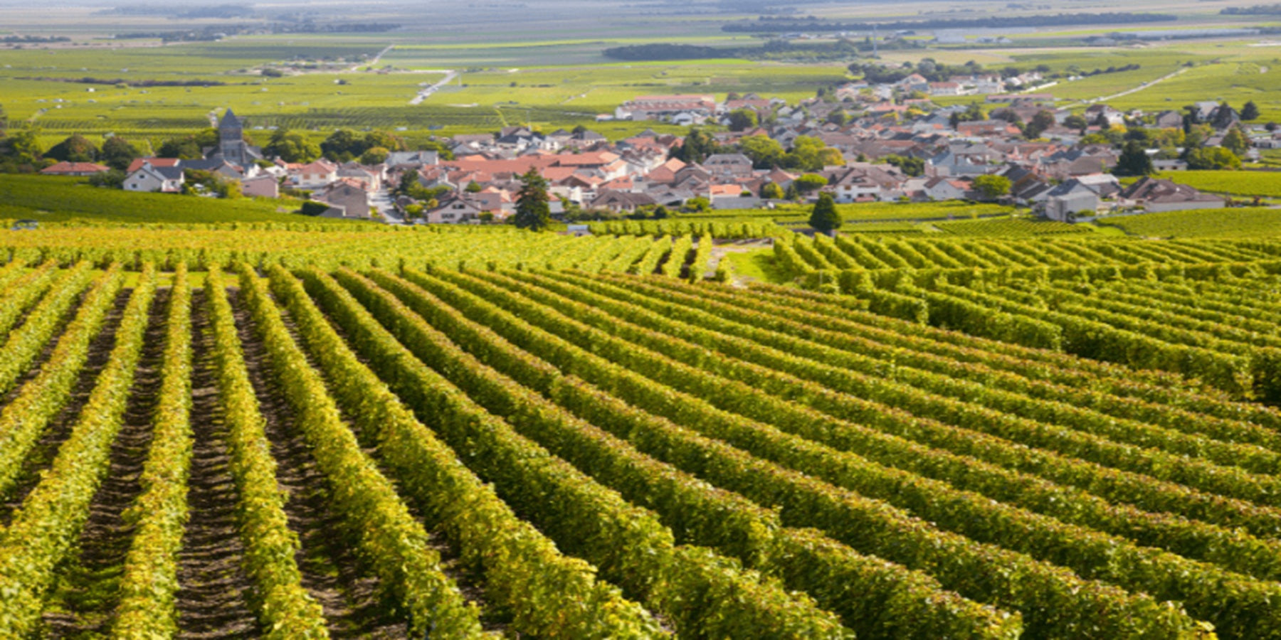 Vinho Tinto Frances Vaucher Pere & Fils Merlot 750ml